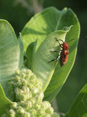 141_4170-  Tetraopes milkweed beetle on milkweed-july-2.jpg