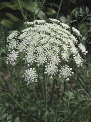 141_4178-Queen Annes Lace-july-3.jpg