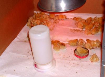 6-27-03 Chicks.jpg