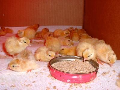 6-27-03 Chicks2.jpg