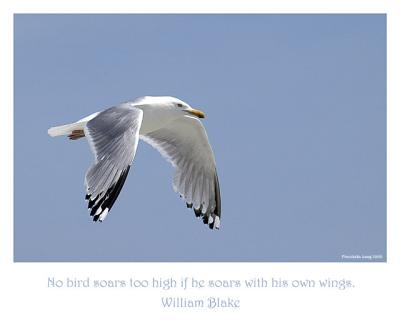 No Bird Soars Too High . . .