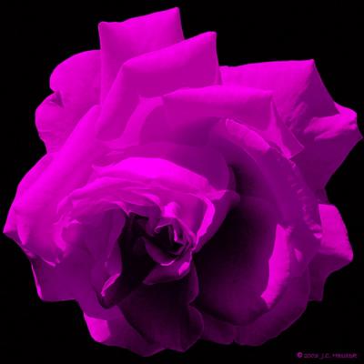 Purple Rose on Black