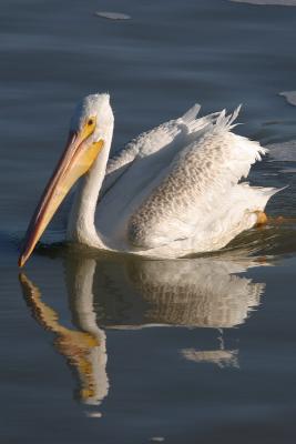 American White Pelican