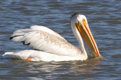 American White Pelican