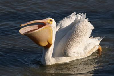 American White Pelican