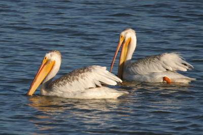 American White Pelicans