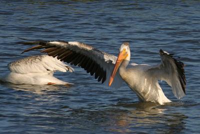 American White Pelican taking off