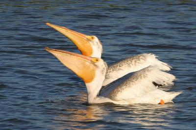 American White Pelicans