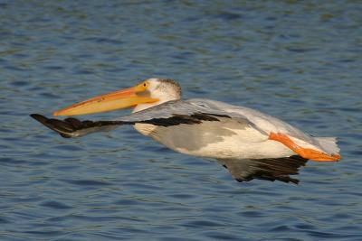 American White Pelican flying