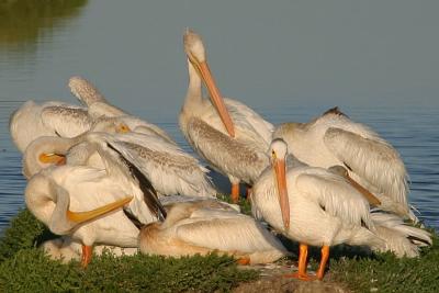 American White Pelicans