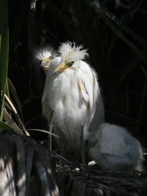 Snowy Egret Chicks