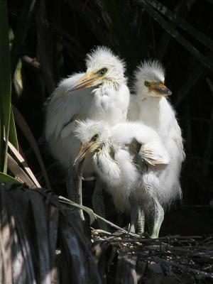 Snowy Egret Chicks