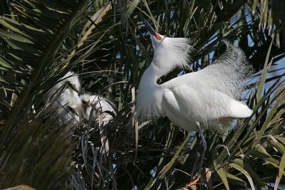 Snowy Egret and Chicks