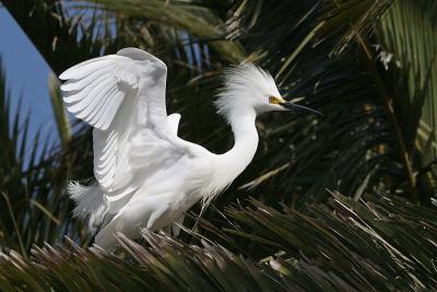 Snowy Egret