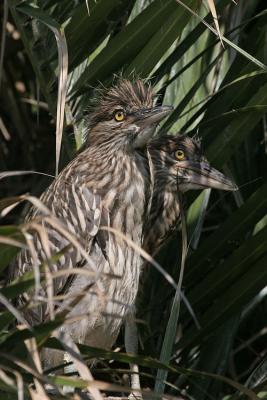 Black-Crowned Night Heron Chicks