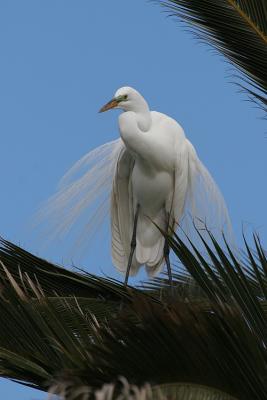 Great Egret, Breeding Plumage