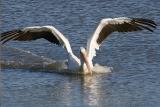 American White Pelican landing