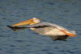 American White Pelican flying