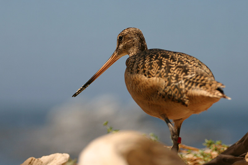 Marbled Godwit