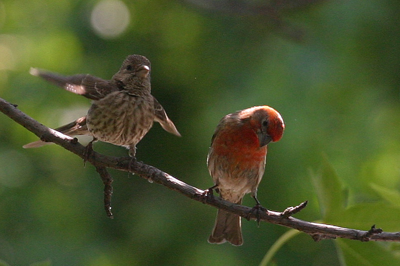 House Finches