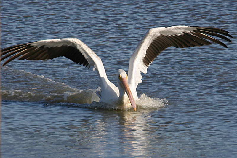 American White Pelican landing