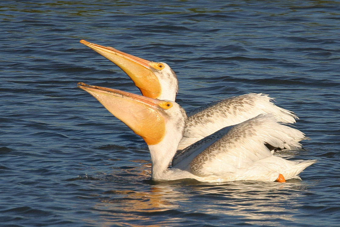 American White Pelicans