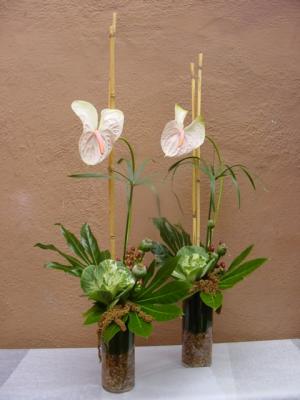 aralia japonica