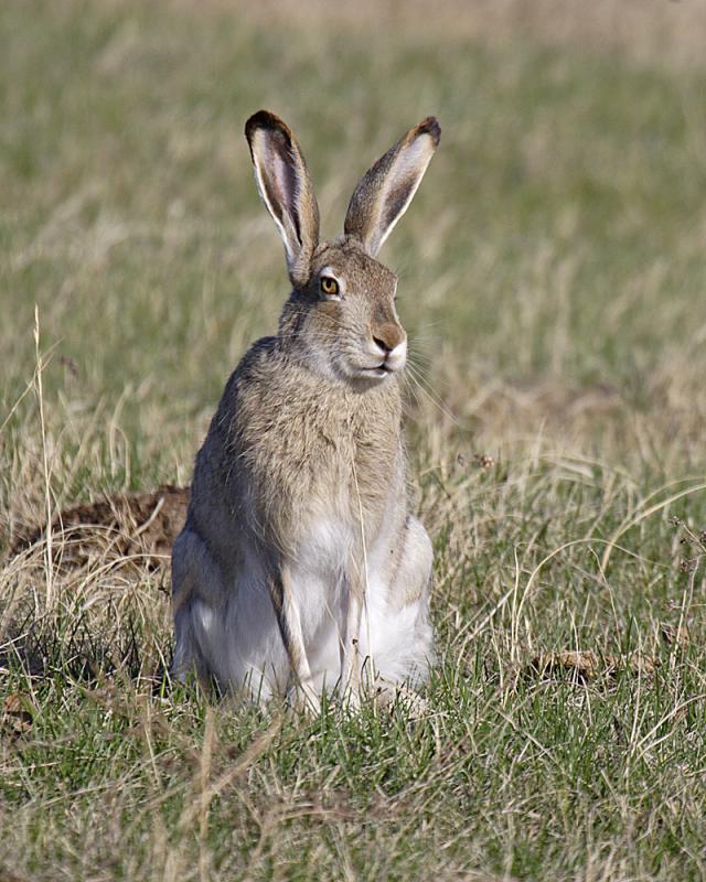 white-tailed jackrabbit 3944