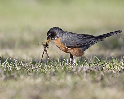 american robin 3124