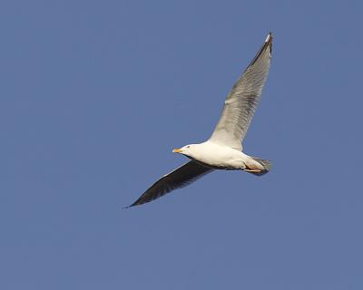 herring gull 3680