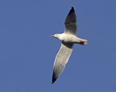 herring gull 3708