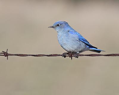 mountain bluebird 4641