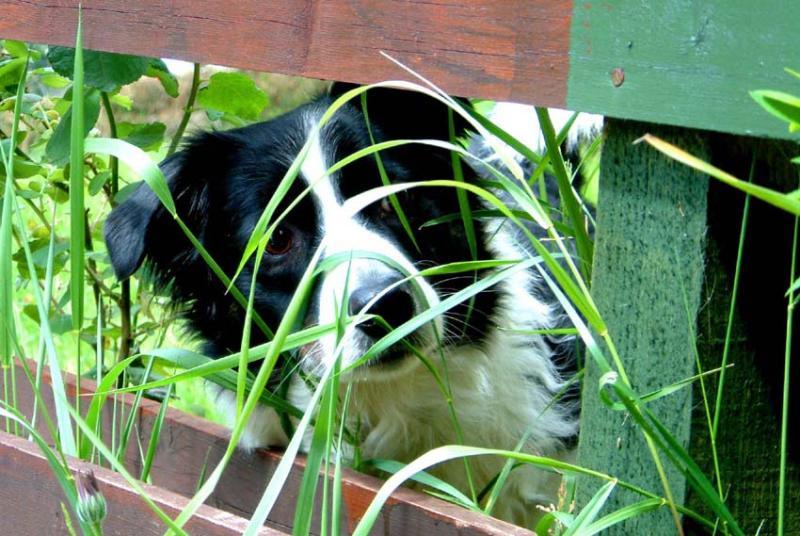 Todd, our nosey neighbour