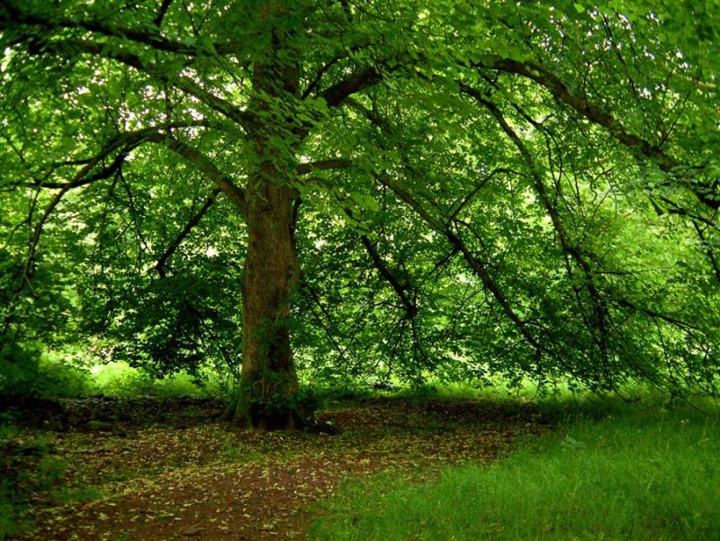Graig-y-Nos Country Park