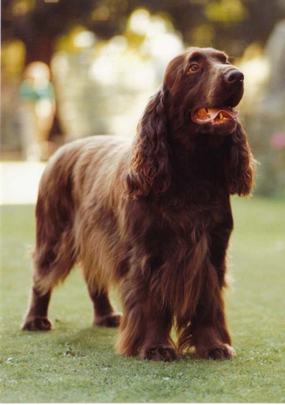 Show Champion Lydemoor Llewellyn of Nantddu