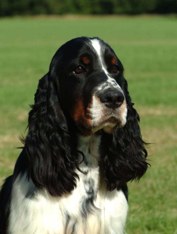 English Springer Spaniel
