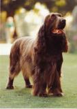 Show Champion Lydemoor Llewellyn of Nantddu