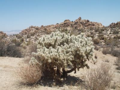 JTree3.JPG