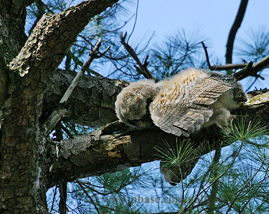 Dead owlet