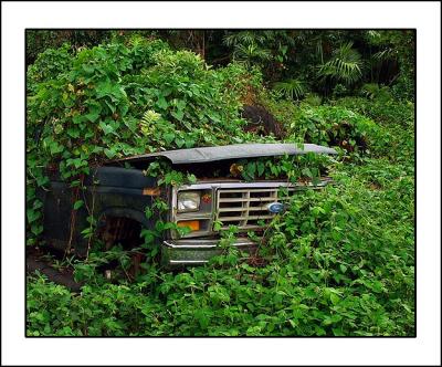 Jungle Truck (Original)