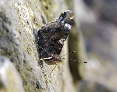 Red Admiral