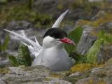 Arctic Tern