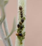 Ant and Aphids