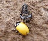 Beetle and Chrysalis