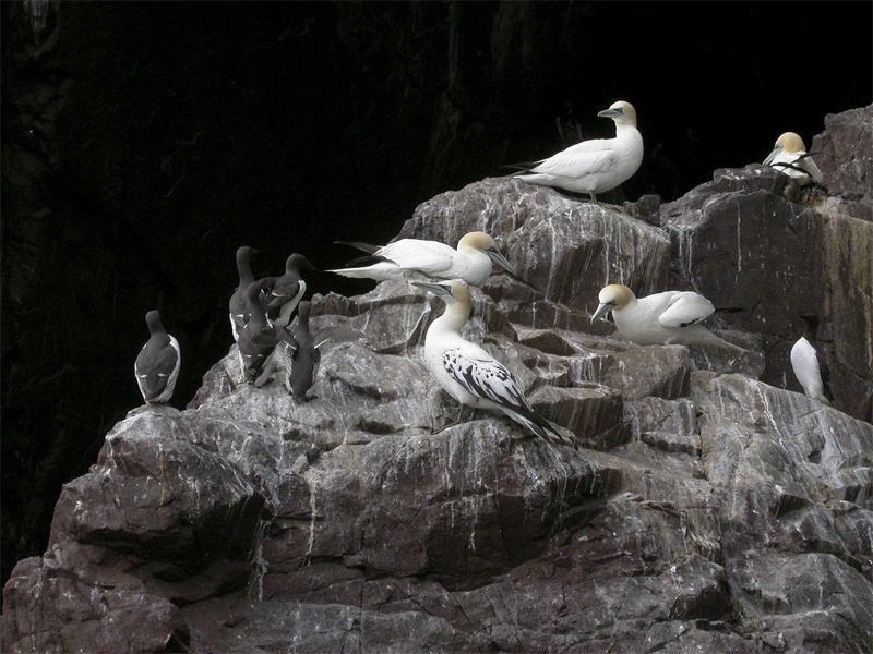 Gannets and Guillemots