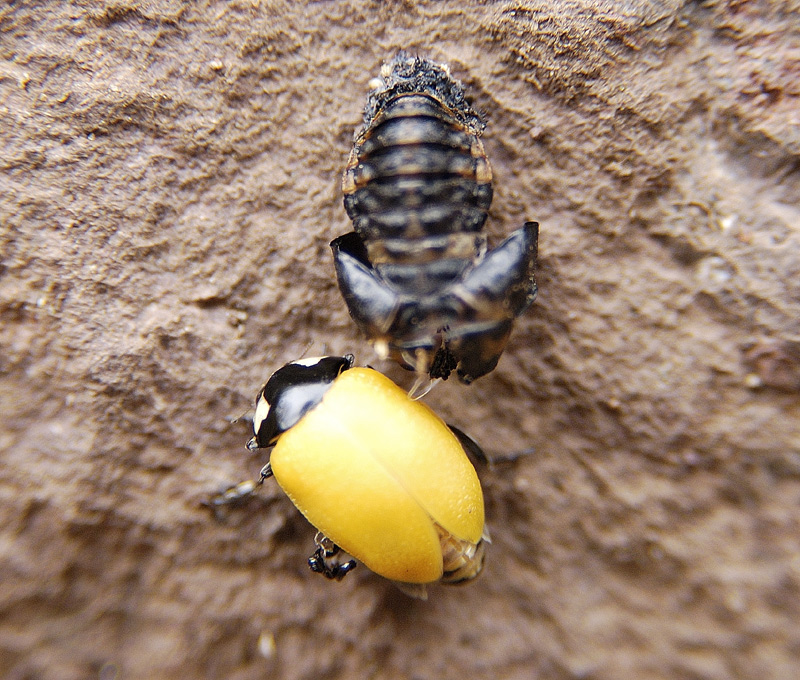 Beetle and Chrysalis