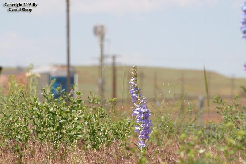 Purple Wildflower At Granite, WY