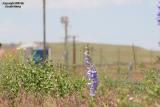 Purple Wildflower At Granite, WY