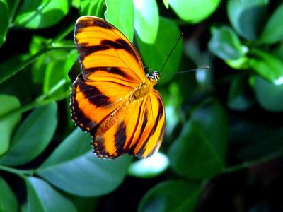 From the Butterfly Pavilion