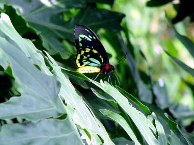 From the Butterfly Pavilion